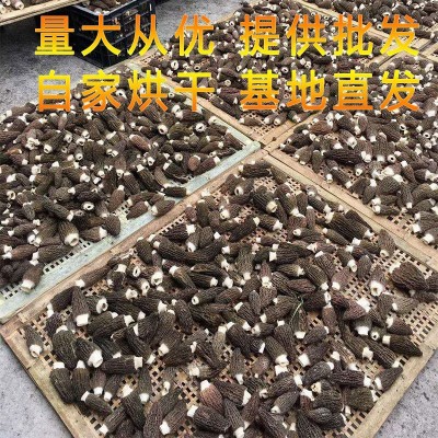 新货羊肚菌6公分以上 250g袋装羊肚菌货源场地直供一手货源厂家