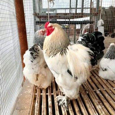 散养育肥出栏婆罗门鸡苗 大体型观赏梵天鸡 羽毛丰盈