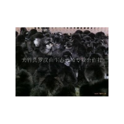 竹香椿旧院黑鸡鸡苗