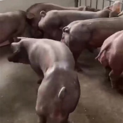 杜洛克公猪 养猪场种猪规范养殖细心挑选品种齐全