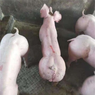二花脸母猪选购 购买杜洛克公猪养猪场体型完美