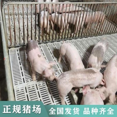 40斤长白仔猪出售 二元猪苗 饲料转化率高 思法供应