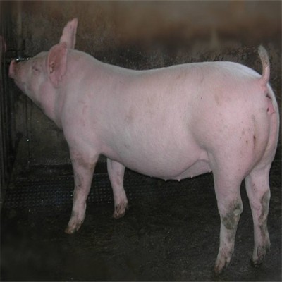 高产母猪 长白猪出售 腌肉型猪种 瘦肉率高 思法仔猪繁育基地