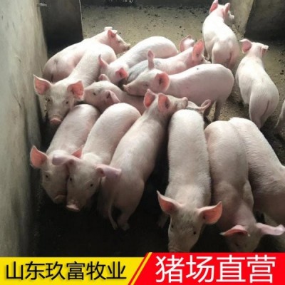 全国仔猪价 30公斤猪苗 优良二元母猪美系种猪