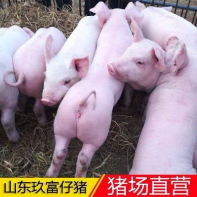三元仔猪 母猪出售 一代原种猪批发基地 玖富小公猪有卖