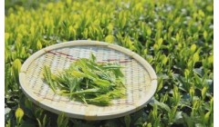 各种形状的茶叶是怎么来的呢?