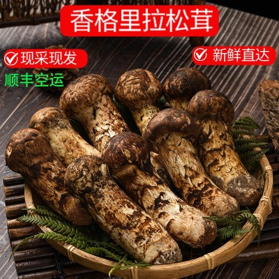 云南香格里拉野生新鲜松茸7cm以上野生菌蘑菇现采食用菌松茸工厂