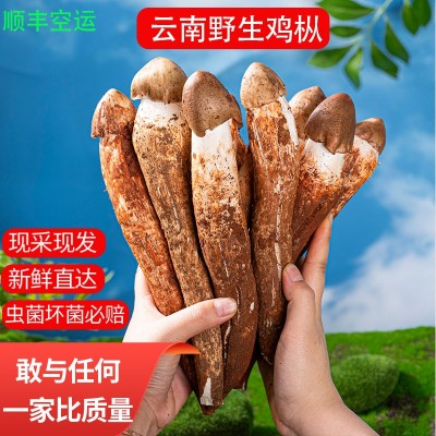 云南精选野生鸡枞不开伞大白鸡枞伞把菇荔枝菌独角白蚁鸡枞食用菌