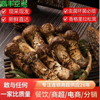 香格里拉新鲜松茸云南新鲜野生菌菇蘑菇出口级顺丰包邮产地批发