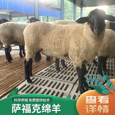 优质萨福克羊 生长快体格大 采食力强 数量充足 祥龙场家直供 肌肉发达