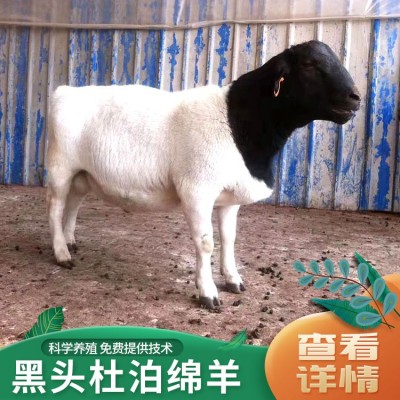 改良青年黑头杜泊羊 育肥散养小羊羔 不易生病 抗病毒强 祥龙场家直供