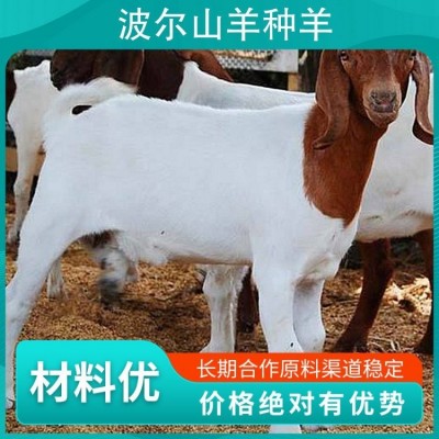 波尔山羊种羊几钱一只 规格品种齐全 用途范围养殖