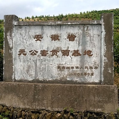 黄山贡菊散装批发徽州贡菊花不苦白菊花茶安徽黄山菊花茶产地货源