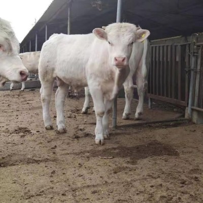 脱温杂交改良肉牛小牛犊 散养夏洛莱牛养殖场 现代 科学养殖