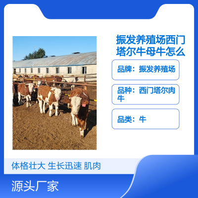 振发养殖场优质西门塔尔母牛 体格大生长快