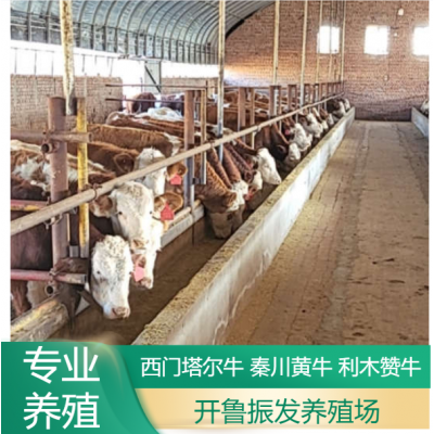 肉牛犊出售 400斤秦川小黄牛 先考察，后合作 低价供应