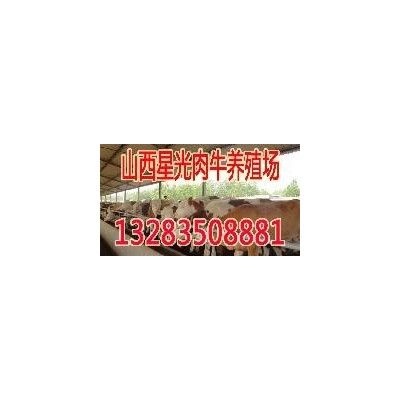 肉牛养殖分析，供应肉牛