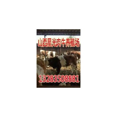 西门塔尔母牛犊价格