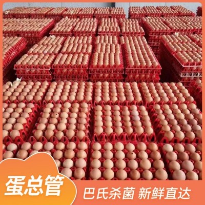 蛋总管 饱满Q弹 颜色正 绿壳鸡蛋 礼盒包装 源头厂 量大优