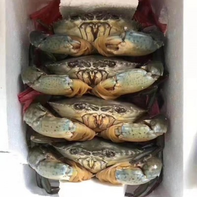 红鲟包活送到家 饭店蟹锯缘青蟹现货支持定 制批发 死蟹包退