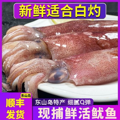 【400g/盒】东山岛新鲜小管鱿鱼活冻鱿鱼仔章鱼海兔子火箭鱿鱼筒