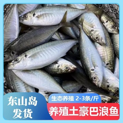 【一斤装】东山岛养殖土豪巴浪鱼冰鲜鲜活速冻竹荚鱼福建海鲜批发