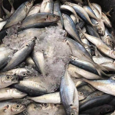 冷冻巴浪鱼 竹夹鱼 冰鲜海产品 罐头原料 水产海鲜批发