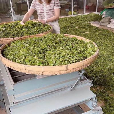 崂山绿茶新茶口粮茶叶春茶耐泡豌豆香正宗浓香型大叶批发散装批发