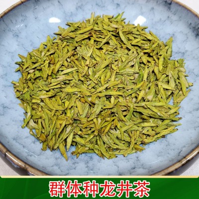 群体种龙井茶叶2025新茶浓豆香耐泡传统明前雨前高山绿茶批发直销