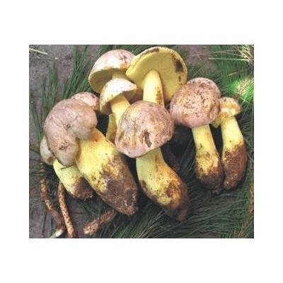 云南天之蕈野生菌 白牛肝菌鲜品预售