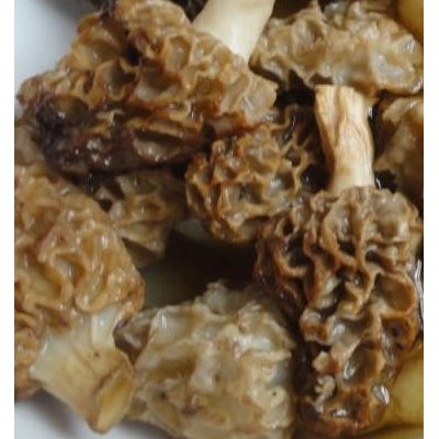 羊肚菌