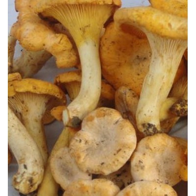 鲜鸡油菌