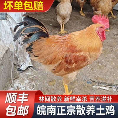 大公鸡皖南土鸡走地童子鸡农村散养虫草鸡1.5kg左右现杀顺丰包邮