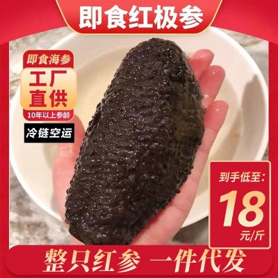 工厂直营即食海参红极参北极红参非加拿大冰岛海参一代代发批发