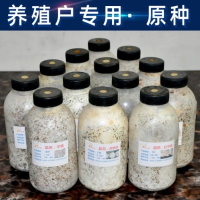 食用菌 蘑菇菌种原种试管 栽培种 一级种 二级种 三级种 栽培种母