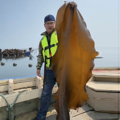 厂家直销海带干货批发海鲜昆布高品质出口无泥无沙干海带海带板