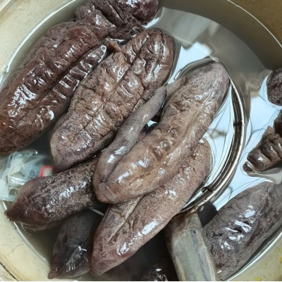 干茄参 泥巴参 原货未洗 大号 淡干泥参 海茄子 可泡发