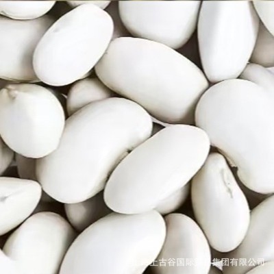 美国白芸豆印度白芸豆埃塞小白芸豆 厂家当季现货现发