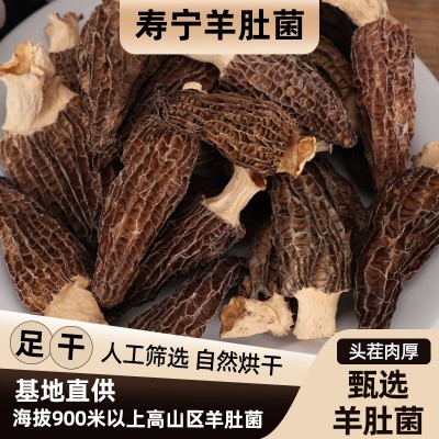 福建宁德寿宁工厂直供批发大量高山羊肚菌100g农家特产羊肚菌菇