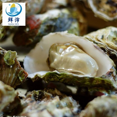 批发冷冻半壳生蚝新鲜牡蛎带壳摆摊烧烤商用整箱海蛎子鲜冻特产
