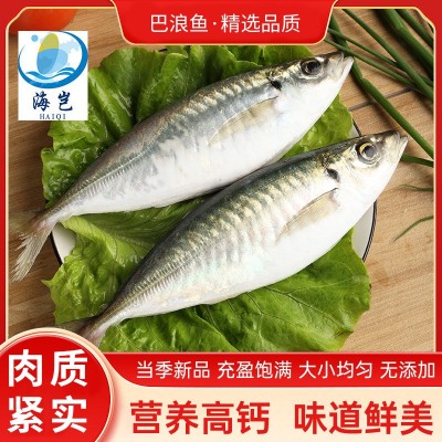 东山岛养殖巴浪鱼批发土豪吧鱼竹荚鱼海鲜水产活冻海鱼商用酒店餐