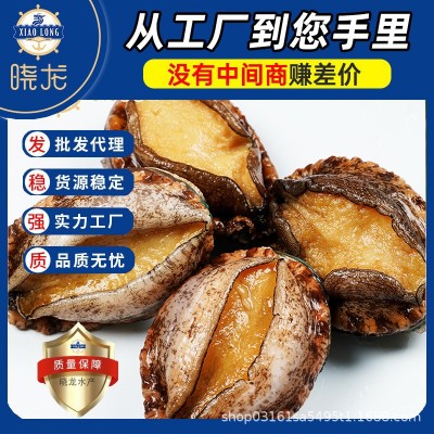 厂家批发海鲜特大鲍鱼佛跳墙海鲜煲汤捞汁海鲜鲜活大鲍鱼野生