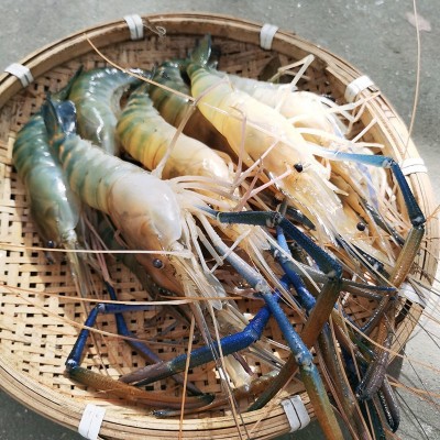 3斤顺丰包邮鲜活速冻罗氏沼虾淡水河虾对虾海鲜生鲜虾基围虾