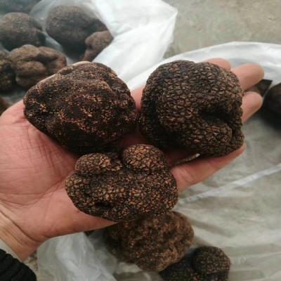 云南松露鲜品 地菌 块菌 块菰 批发及零售3.0cm以上批发一手货源