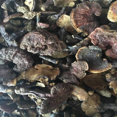 灵芝菌 干品 赤灵芝 大灵芝8cm以上 产地直销批发泡酒菌类一手货