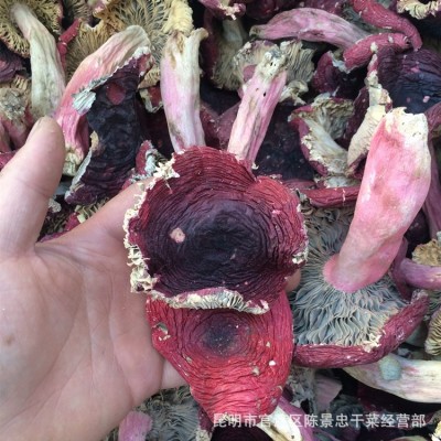 云南红菇 平开红菇大红菇 批发红菇 量大从优
