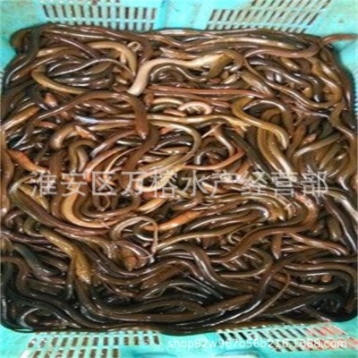 高密度养殖黄鳝苗 提供技术优质大种改良种苗