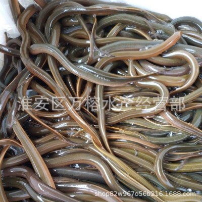 批发黄鳝苗 高密度养殖黄鳝苗长鱼苗