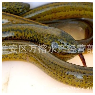 淡水养殖黄鳝 长鱼苗 鳝鱼苗活体养殖批发