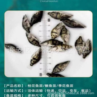 淡水‘’小霸王‘’鳜鱼苗 专吃鱼塘杂鱼 桂鱼